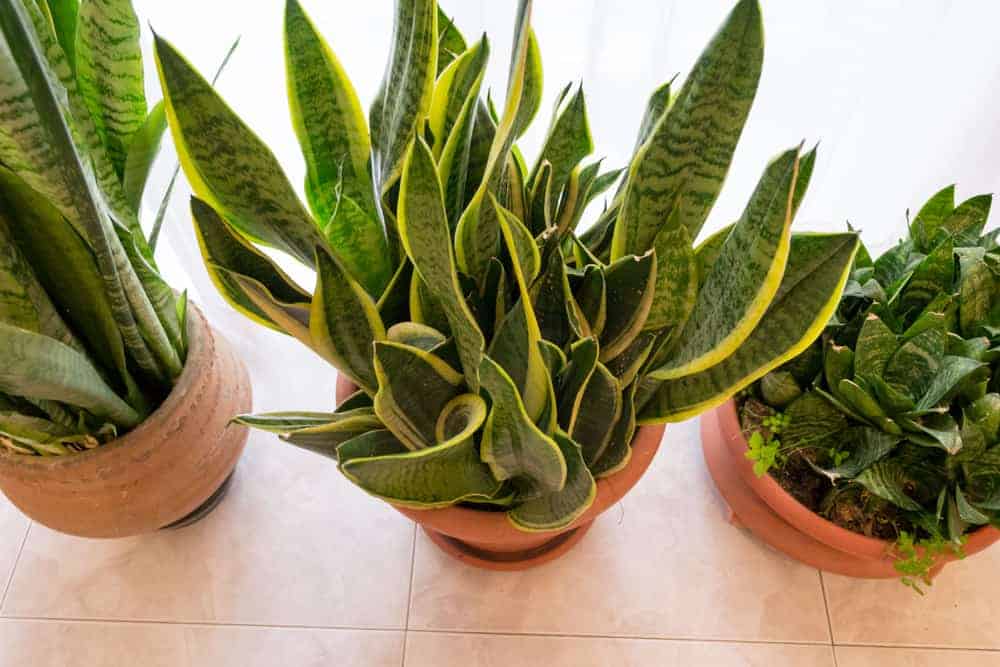 Moment textuur toenemen 10 Gezonde kamerplanten in huis; kindvriendelijk en luchtzuiverend  zuurstofrijk- Mamaliefde.nl